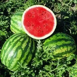 Насіння Кавуна Кримсон Свiт Seeds