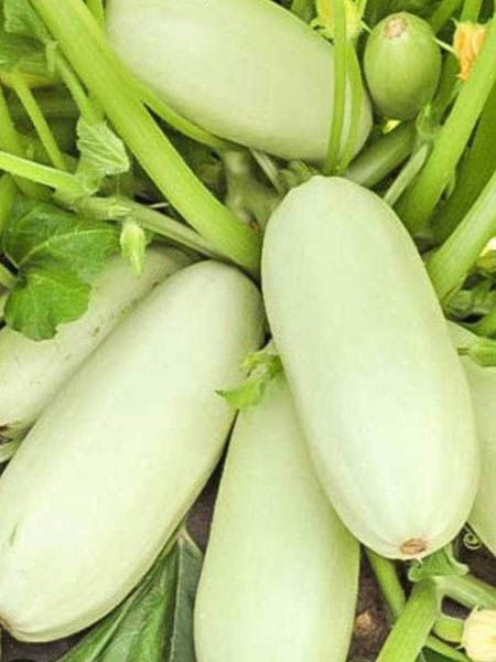 Насіння кабачка Грибовський 37 GL Seeds