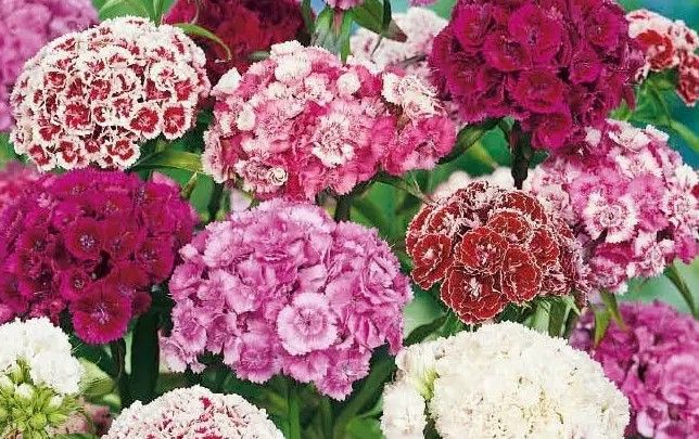 Насіння квітів Гвоздика турецька махрова суміш