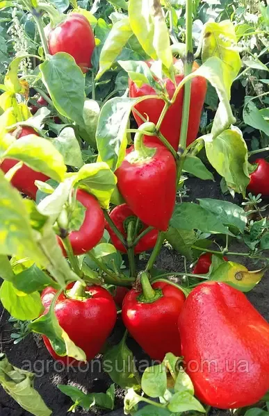 Семена перца балконного Перец Красный