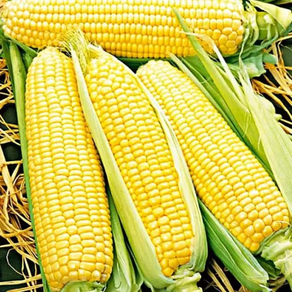 Семена кукурузы Суперсладкая Gl Seeds