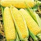 Семена кукурузы Суперсладкая Gl Seeds