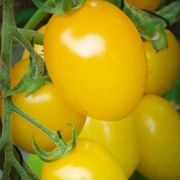 Насіння томату Де Барао Золотий