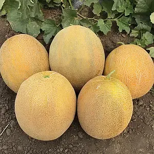 Насіння Дині Тітовка GL Seeds
