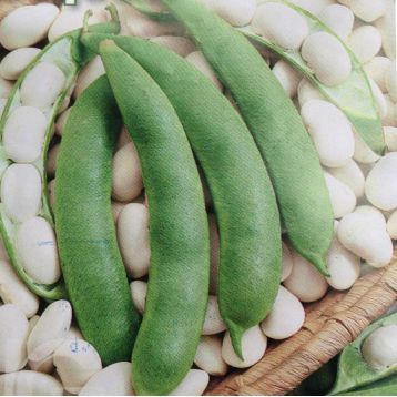 Насіння квасолі Файний ясь Gl Seeds