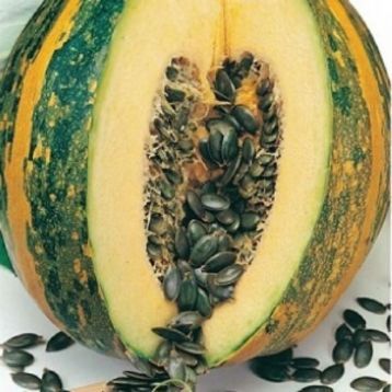 Насіння гарбуза Голонасіннєвого 14 GL Seeds