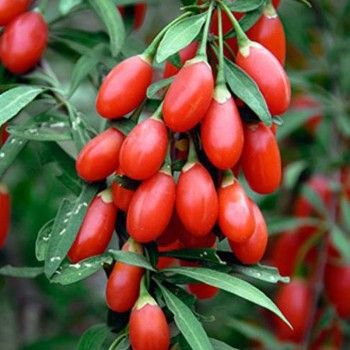 Семена ягод Годжи