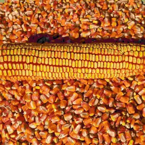 Насіння кормової кукурудзи Хотин Насіння кормової кукурудзи Хотин