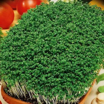 Насіння Крес салату Кучерявий