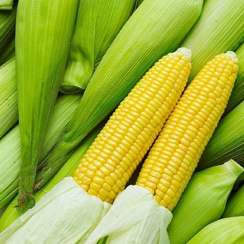 Насіння кукурудзи Брусничка