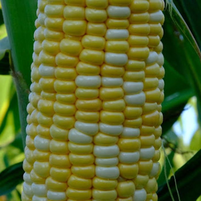 Насіння солодкої кукурудзи МАРМУРОВА УКРАЇНСЬКА F1 10 Г GL SEEDS