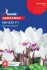 Семена цветов Цикламен Аннели F1