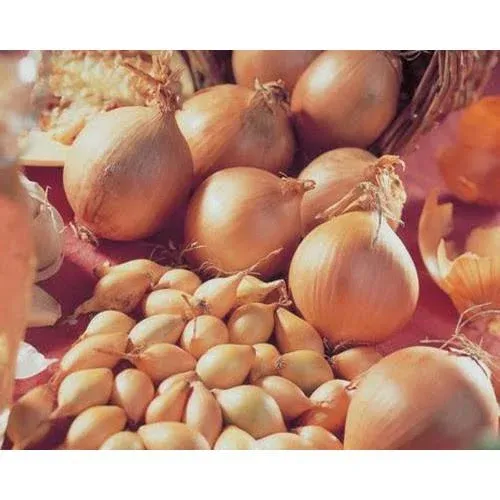Цибуля посадкова Сеншуй