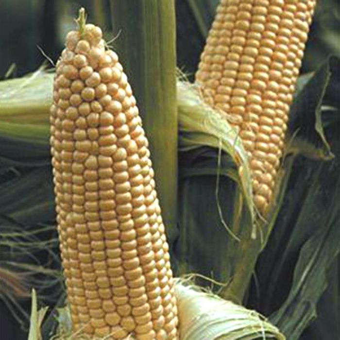 Насіння Кукурудзи Вега F1 GL Seeds