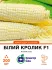 Семена сладкой кукурузы Белый кролик F1